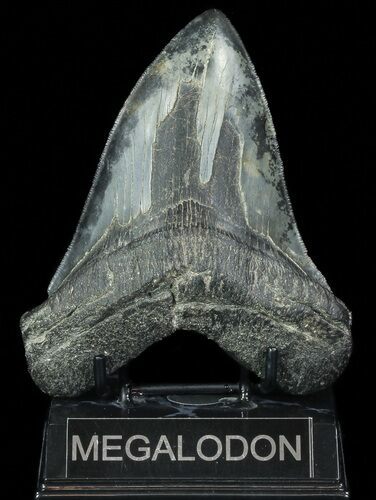 Serrated Megalodon Tooth - South Carolina #70260